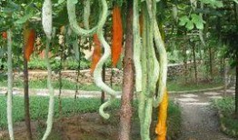 怀孕梦到摘蛇瓜吃