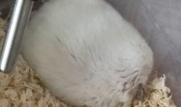 肾炎可以吃鼠瓜吗,鼠瓜的营养与功效解析