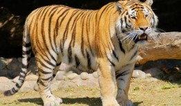 虎头局吃瓜,揭秘网红美食背后的故事