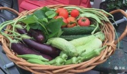 小玫瑰吃瓜,小玫瑰的瓜田奇遇记