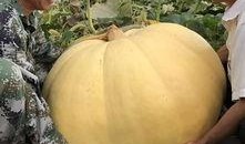 巨型瓜怎么吃,解锁美味新境界