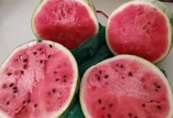 真的假吃瓜,网络热词背后的真相与笑料