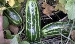 吃瓜吃熟透的好吗,吃熟透的瓜，感悟生活的真谛