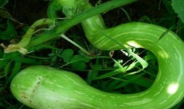 怀孕梦到摘蛇瓜吃