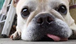 狗头瓜都能怎么吃,创意烹饪新体验