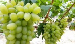 花酱吃瓜乐,揭秘娱乐圈幕后故事