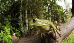 吃瓜蛙真人,揭秘网络红人的成长之路