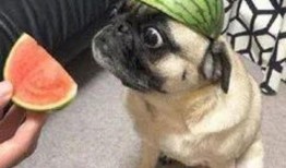 狗头瓜都能怎么吃,创意烹饪新体验