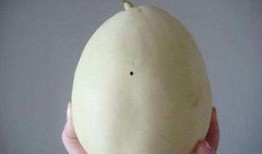 吃白兰瓜过敏,探寻过敏源与应对策略