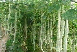 怀孕梦到摘蛇瓜吃