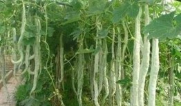 怀孕梦到摘蛇瓜吃