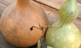 吃葫芦瓜的配音,趣味盎然的田园之声