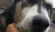 没有瓜吃没意思,生活才精彩