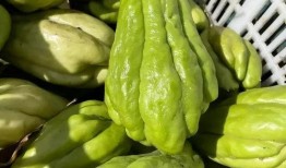 吃佛手瓜禁忌,了解这些，健康饮食更安心