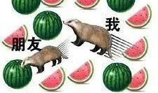 吃瓜可以翻车吗,揭秘“翻车”背后的真相与教训