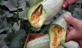 孕妇吃芦瓜嘛,芦瓜——孕妇的天然营养佳品