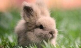 吃瓜兔子简笔画,趣味简笔画中的可爱瞬间