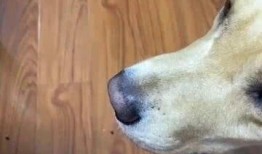 临沂狗子吃瓜,一场意外引发的欢乐盛宴