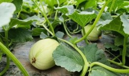 梦见吃四分之一的瓜,一梦四分之一瓜的神秘启示