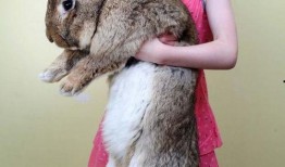 兔缝缝吃瓜,兔缝缝的瓜田奇遇记