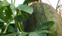 农场经常吃的瓜,农场日常美食之旅