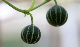 吃瓜小怪兽1227,瓜界新星的崛起之路