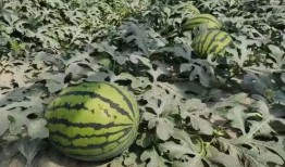 吃瓜必备421,吃瓜必备421，带你轻松解读明星八卦