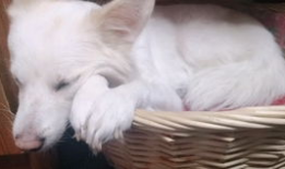 吃瓜声控的声音