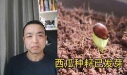 情侣吵架随便吃瓜被打,男方被打成“瓜农”