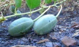 肾炎可以吃鼠瓜吗,鼠瓜的营养与功效解析