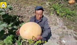 大人吃大瓜,揭秘大人吃大瓜的趣味生活