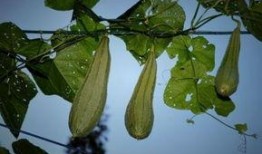 春天可以吃八棱瓜吗女生,八棱瓜，女生春季养生佳选