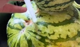 吃小瓜搞笑视频,小瓜搞笑视频，带你领略欢乐瞬间