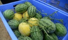 QQ各种吃瓜群,揭秘网络社交圈的“瓜田”盛景