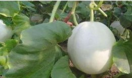 吃白兰瓜过敏,探寻过敏源与应对策略