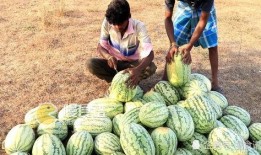 吊瓜什么时候可以摘瓜吃,何时采摘美味佳肴