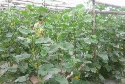 青县吃瓜小哥,揭秘当地特色美食背后的故事