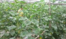 青县吃瓜小哥,揭秘当地特色美食背后的故事