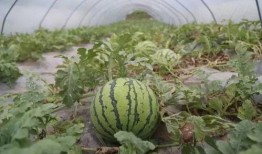 西瓜大棚摘瓜吃,西瓜摘瓜食趣记