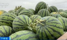 广科师吃瓜,揭秘校园热点事件背后的真相