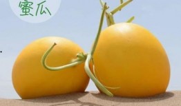 蜜瓜特长就是吃,尽享甜蜜滋味，探索美食新境界
