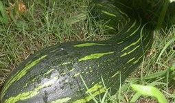 吃方瓜有什么好处,养生益寿的绿色佳肴