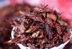 草蜢吃瓜视频,揭秘娱乐圈幕后故事