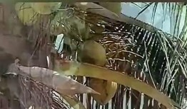 吃瓜小熊椰树,一场甜蜜的夏日邂逅