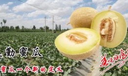 蜜瓜特长就是吃,尽享甜蜜滋味，探索美食新境界