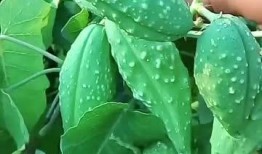 瓢瓜怎么吃啊,解锁美味新体验