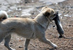 狗拿耗子吃瓜,吃瓜群众看热闹