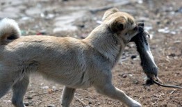 狗拿耗子吃瓜,吃瓜群众看热闹