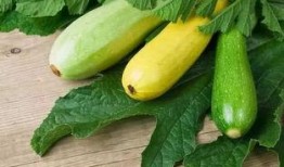 尿酸高吃两瓜,两瓜助力健康生活