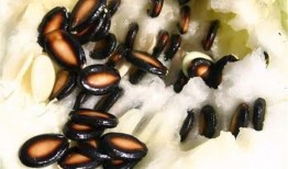 籽瓜熬吃作用,养生保健的天然良方